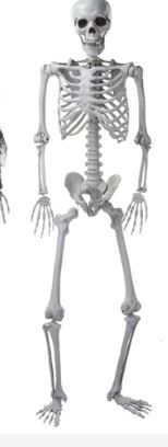 Photo 1 of 5'4" Halloween Skeleton Life Size - Plastic Skeletons with Freely Movable Joints, Posable Realistic Full Body Human Bones, Weatherproof Outdoor Decorations,Hanging Porch Decor (White)