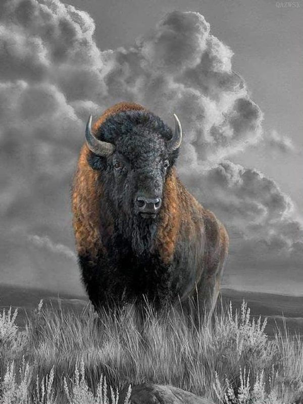 Photo 1 of DIY 5D Diamond Painting Bison on The Grass Round Diamond Full Drill Arts Craft Canvas Supply for Home Wall Decor Adults and Kids 12x16 Inch
