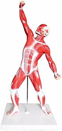 Photo 1 of 
50CM Anatomical Muscular Human Figure Medical Anatomy Skeleton Model
