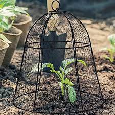Photo 2 of  Chicken Wire Cloche Plant Protectors, Garden and Plant Cloche, Protection for Your Plants and Seedlings 