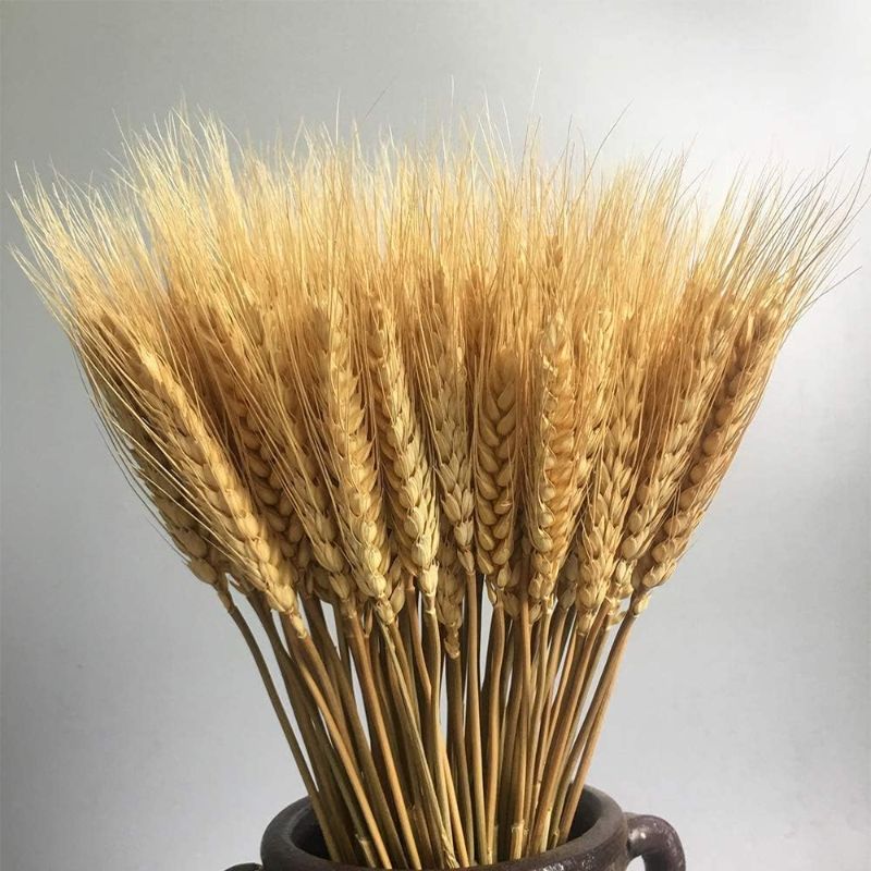 Photo 1 of 100 Stems Dried Wheat Stalks,  Wheat Decor for Autumn Arrangements DIY Home Decor Christmas Wedding
