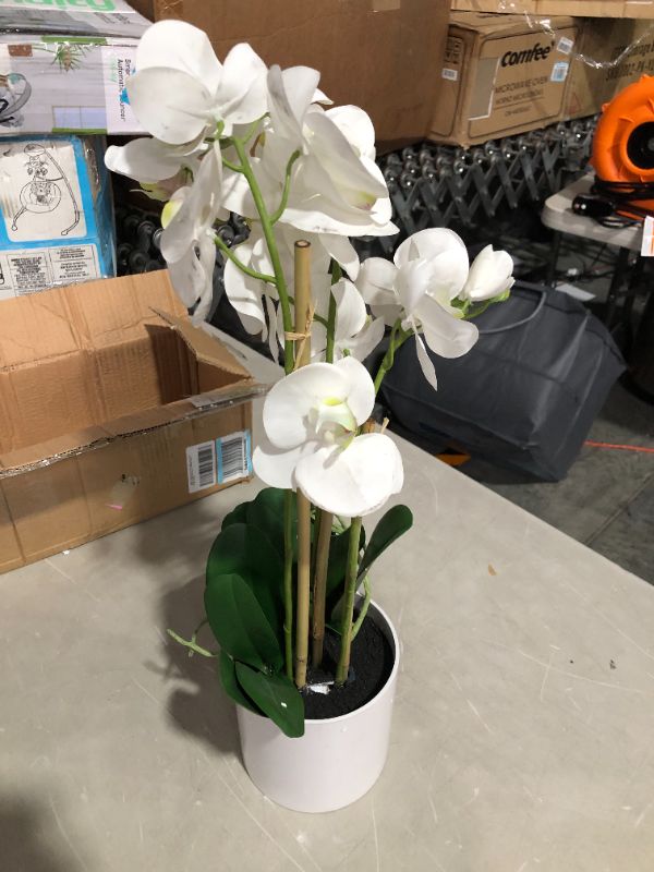 Photo 4 of 3 White Phalaenopsis Orchids In Pot
