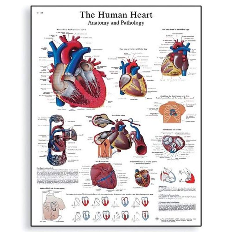 Photo 1 of 3B Scientific VR1334L Glossy Laminated Paper Human Heart Anatomy and Physiology Chart, Poster Size 20" Width x 26" Height