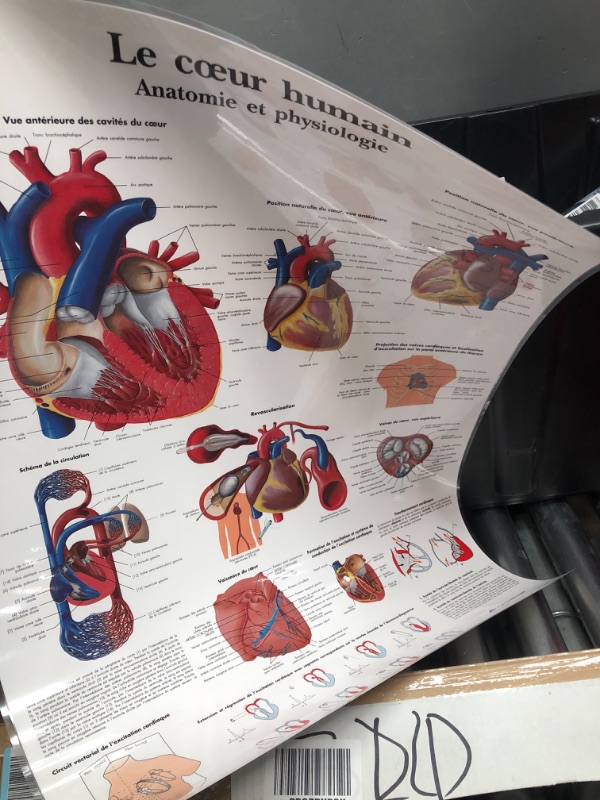 Photo 1 of 3B Scientific VR1334L Glossy Laminated Paper Human Heart Anatomy and Physiology Chart, Poster Size 20" Width x 26" Height
