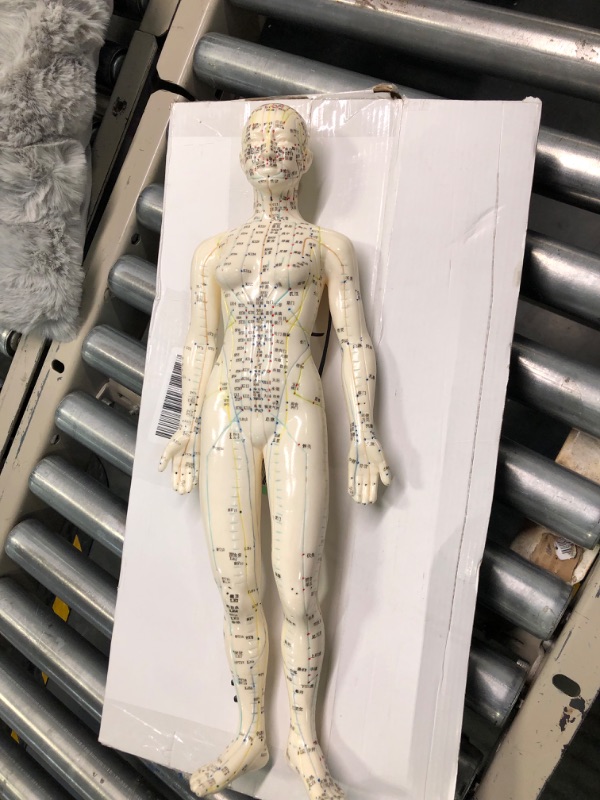 Photo 1 of Female Acupuncture Model 19" with Chinese and English Points