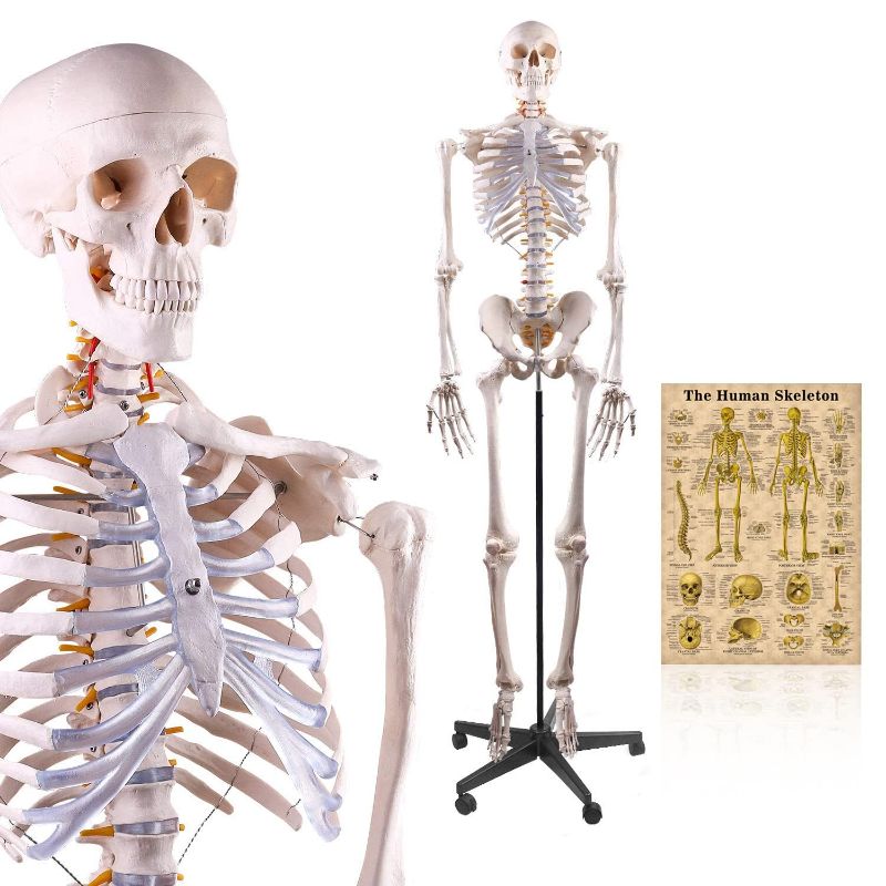 Photo 1 of  Skeleton Model, Life Size - Flexible Joints & Spine, Rod Mounted