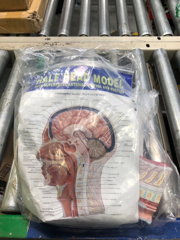 Photo 2 of Axis Scientific Human Head Model | Anatomy Model Features Half Head, Muscular Anatomy, Veins, Arteries, Exposed Sinuses, Brain, and Spinal Anatomy | Includes Product Manual