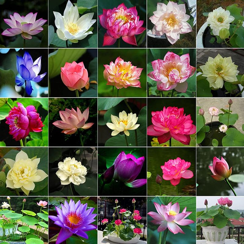 Photo 1 of 30 Pcs Mixed Bonsai Lotus Seeds,Water Lily Flower Plant Fresh Garden Seeds