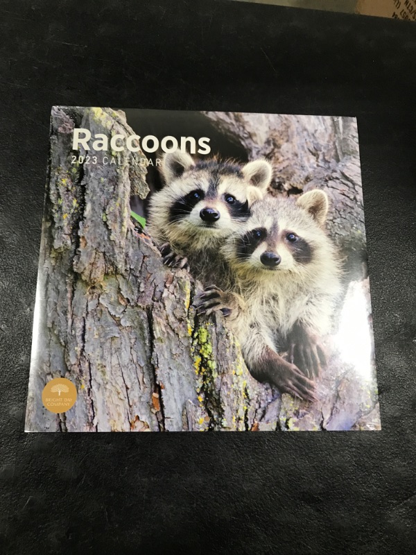 Photo 2 of 2023 Raccoons Wall Calendar by Bright Day, 12x12 Inch, Beautiful Cute Nature Wildlife Animal Photography