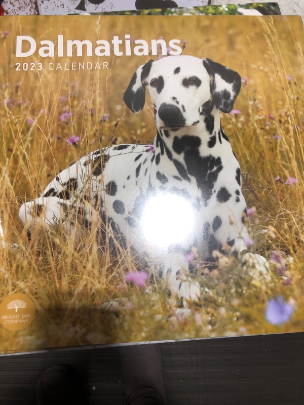 Photo 2 of 2023 Dalmatians Wall Calendar by Bright Day, 12x12 Inch, Cute Adorable Pet Puppy Dog Photography