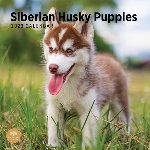 Photo 1 of 2023 Siberian Husky Puppies Wall Calendar by Bright Day, 12x12 Inch, Cute Adorable Pet Dog Photography set of 2
