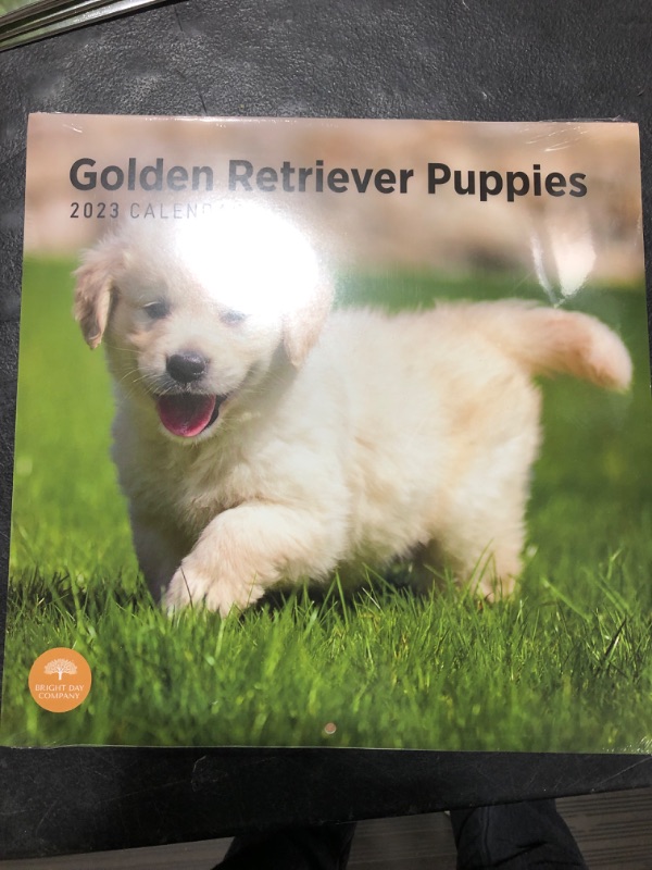 Photo 2 of 2023 Golden Retriever Puppies Wall Calendar by Bright Day, 12 x 12 Inch, Cute Dog Dog Breed Thick and Sturdy Paper