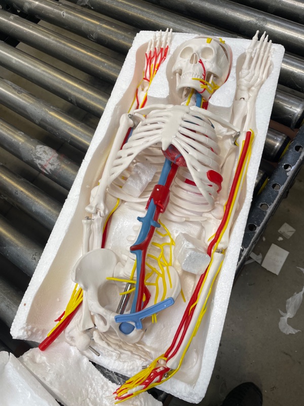 Photo 2 of Human Skeleton Model for Anatomy, 33.5’’ Tall Medical Anatomical Skeleton with Removable Arms and Legs, Nerves Arteries Painted Muscle Insertion and Origin Points for Medical Study and Display