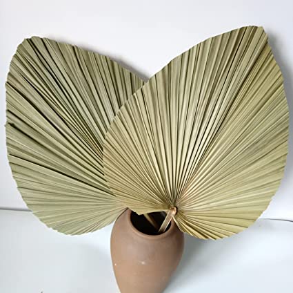 Photo 1 of 23" H x 15" W Giant Tropical Dried Palm Leaves, Large Palm Fan Leaves for Wedding Home Decor, Set of 2