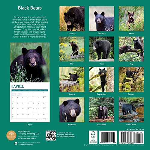 Photo 2 of 2023 Black Bears Wall Calendar by Bright Day, 12x12 Inch, Cute Beautiful Wildlife Nature Animal Photography
