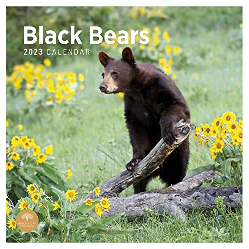 Photo 1 of 2023 Black Bears Wall Calendar by Bright Day, 12x12 Inch, Cute Beautiful Wildlife Nature Animal Photography
