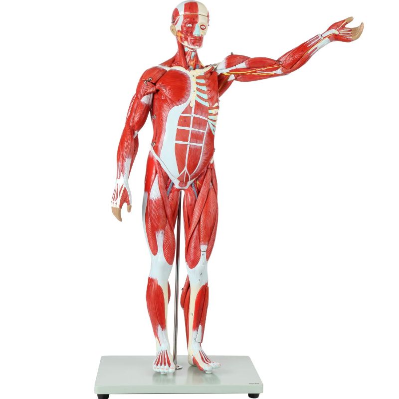 Photo 1 of  Axis Scientific Human Muscle and Organ Model, 27-Part Half Life-Size Muscular Figure With Removable Organs and Muscle Anatomy, Includes Detailed Full Color Product Manual 