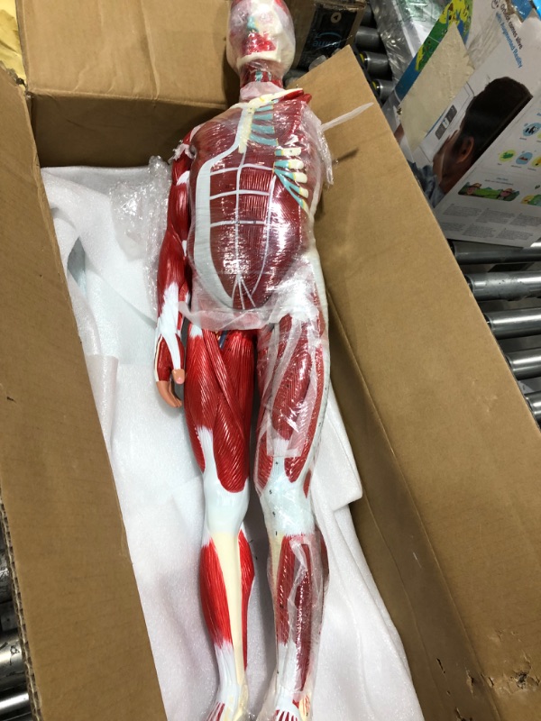 Photo 5 of  Axis Scientific Human Muscle and Organ Model, 27-Part Half Life-Size Muscular Figure With Removable Organs and Muscle Anatomy, Includes Detailed Full Color Product Manual 