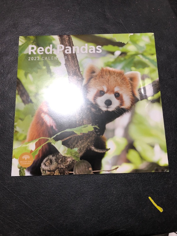 Photo 2 of 2023 Red Pandas Wall Calendar by Bright Day, 12x12 Inch, Beautiful Cute Wildlife Photography
