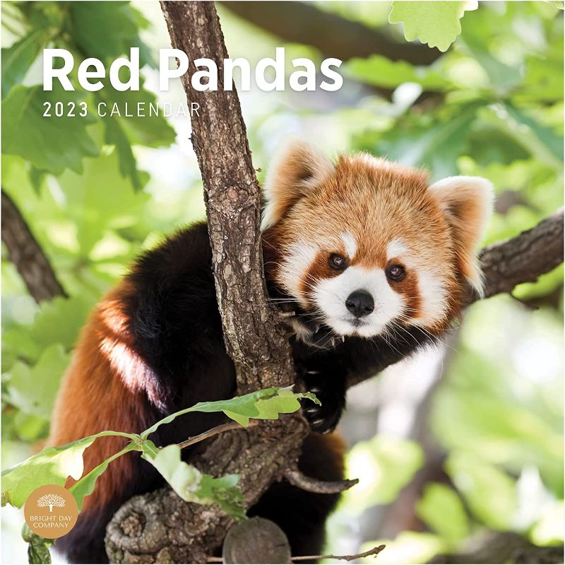 Photo 1 of 2023 Red Pandas Wall Calendar by Bright Day, 12x12 Inch, Beautiful Cute Wildlife Photography
