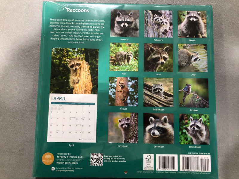 Photo 2 of 2023 Raccoons Wall Calendar by Bright Day, 12x12 Inch, Beautiful Cute Nature Wildlife Animal Photography