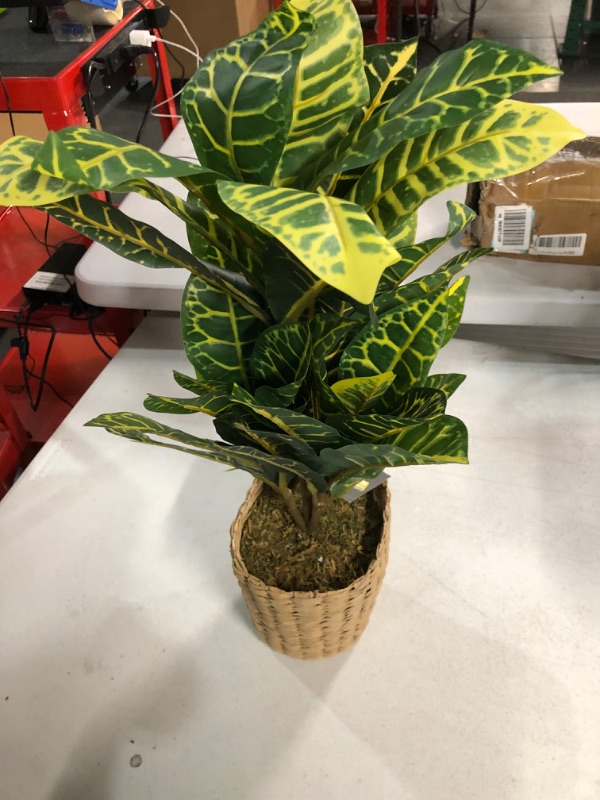 Photo 1 of ** NEW** 22INCHES TALL**Faux Croton Plant Artificial