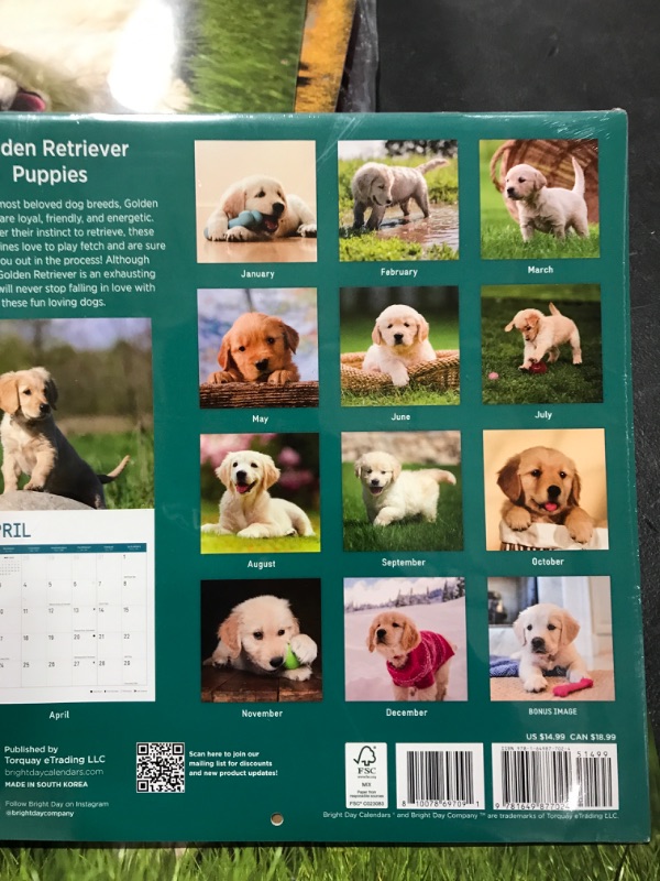 Photo 2 of 2023 Golden Retriever Puppies Wall Calendar by Bright Day, 12 x 12 Inch, Cute Dog Dog Breed Thick and Sturdy Paper