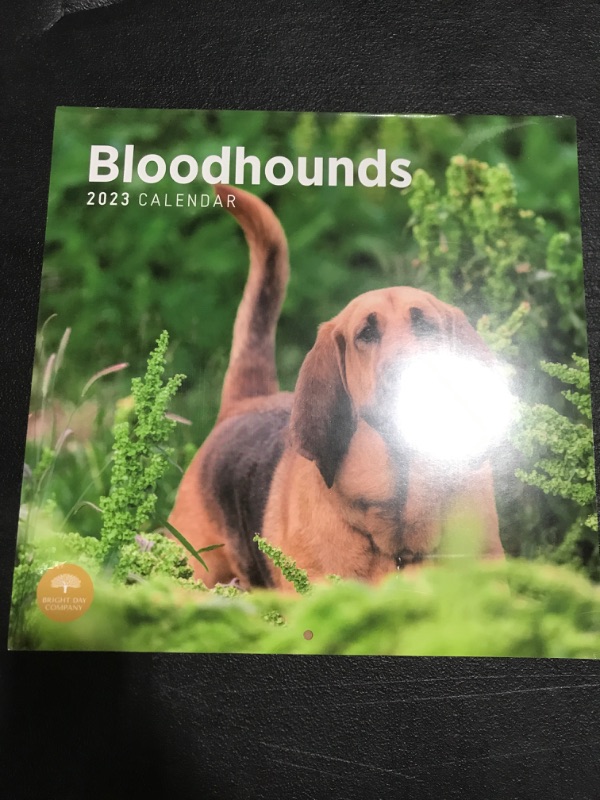 Photo 1 of 2023 Bloodhounds Wall Calendar by Bright Day, 12 x 12 Inch, Cute Dog Puppy