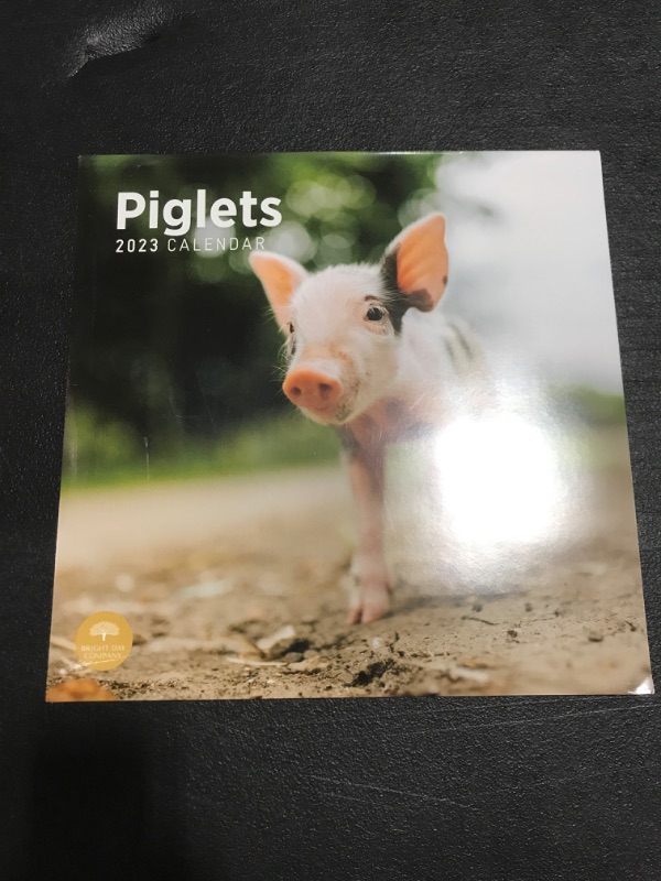 Photo 2 of 2023 Piglets Wall Calendar by Bright Day, 12x12 Inch, Cute Adorable Baby Farm Animal Kids Photography