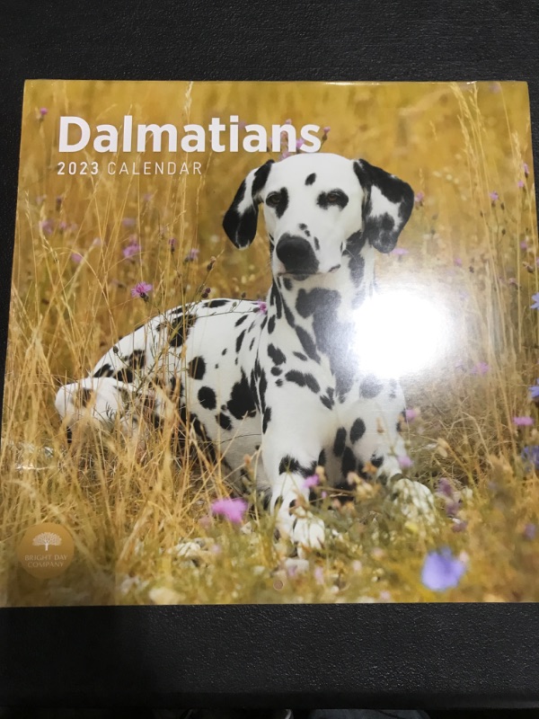 Photo 2 of 2023 Dalmatians Wall Calendar by Bright Day, 12x12 Inch, Cute Adorable Pet Puppy Dog Photography