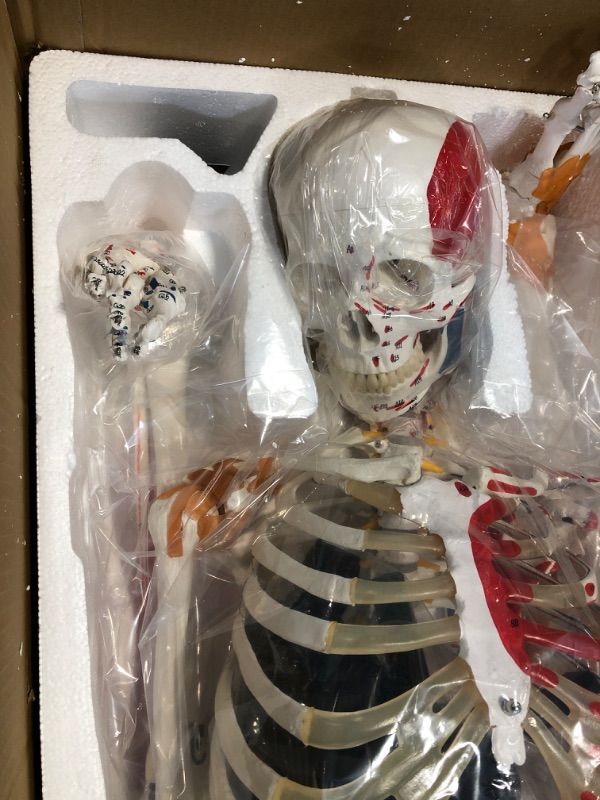 Photo 2 of Human Skeleton Model for Anatomy Human Skeleton Model with Metal Stand - 