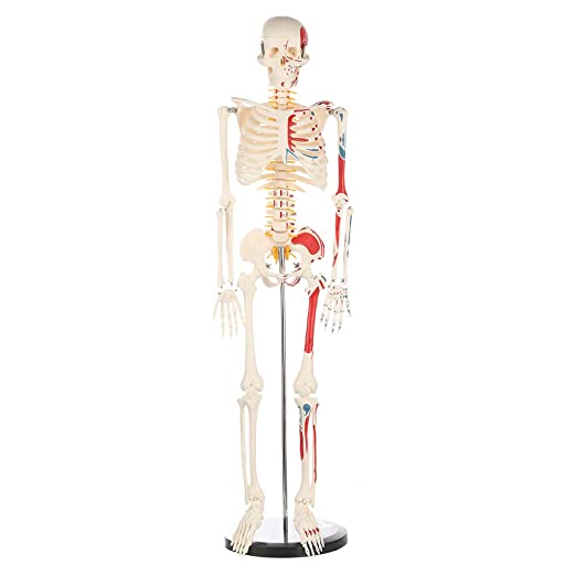 Photo 1 of Human Skeleton Model for Anatomy Human Skeleton Model with Metal Stand - 