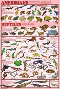 Photo 1 of Display Chart - Amphibian
