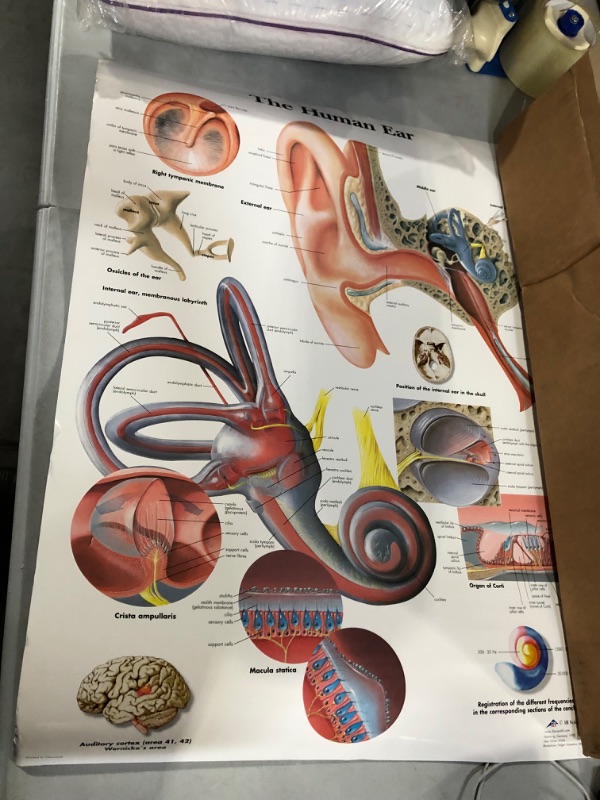 Photo 2 of 3B Scientific VR1243UU Glossy Paper Human Ear Anatomical Chart, Poster Size 20" Width x 26" Height