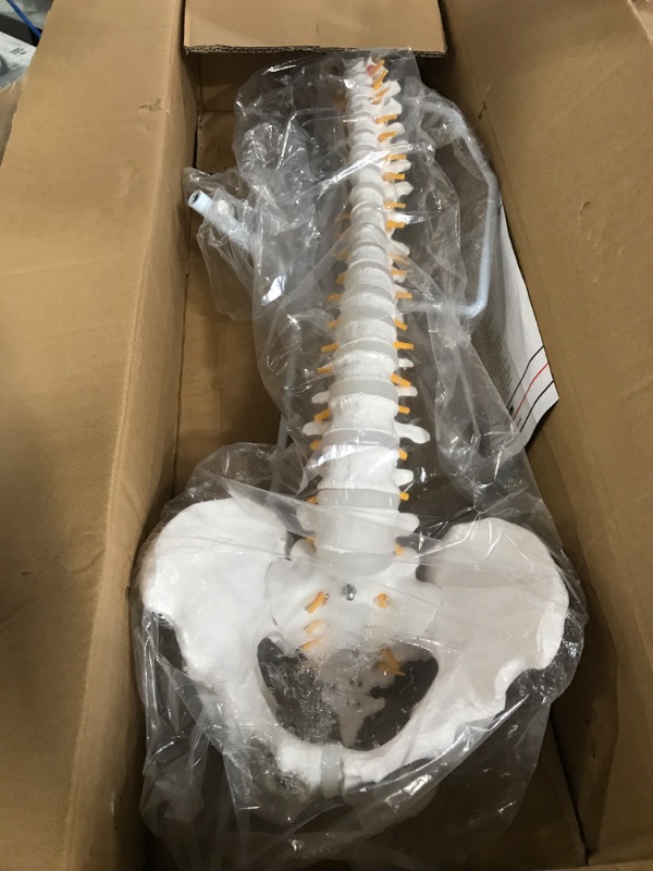 Photo 2 of Axis Scientific Spine Model 34" Life Size Spinal Cord Model with Vertebrae, Nerves, Arteries, Lumbar Column, and Male Pelvis + Anatomy Lab Skeletal System Anatomical Poster - LAMINATED - 17.3" x 22.5"