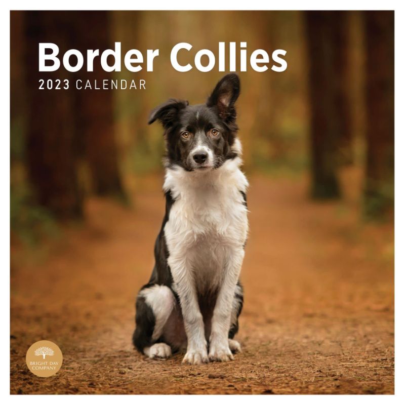 Photo 1 of 2023 Border Collies Wall Calendar by Bright Day, 12x12 Inch, Cute Adorable Pet Dog Photography