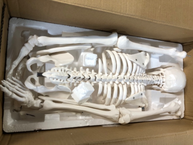 Photo 2 of Anatomy Lab Human Skeleton Model, 34" Mini Skeleton Replica