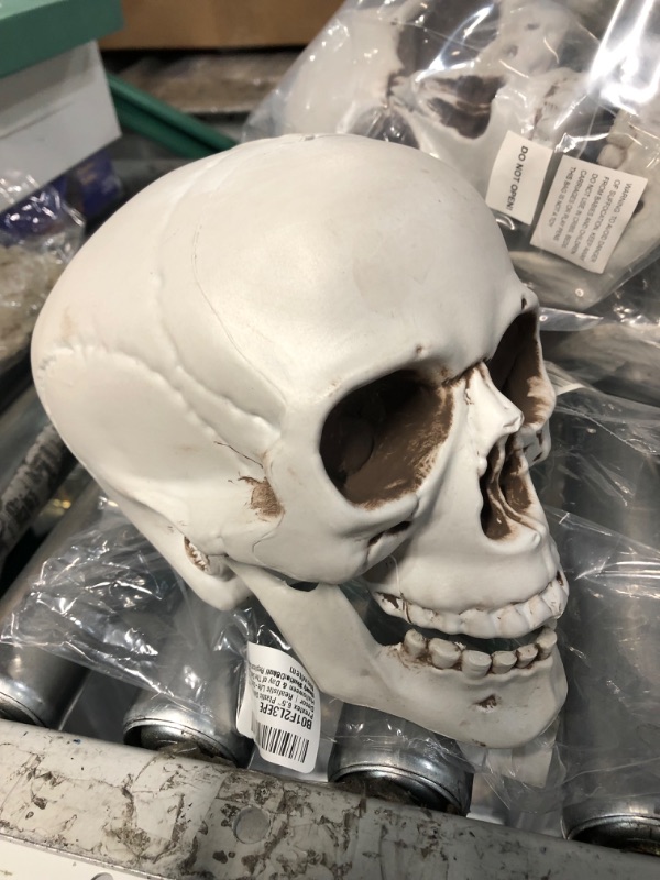 Photo 3 of 8 PK - Prextex 6.5 Inch Realistic Looking Skeleton Skull for Best Halloween Decoration