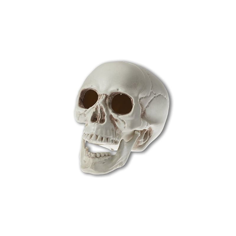 Photo 1 of 8 PK - Prextex 6.5 Inch Realistic Looking Skeleton Skull for Best Halloween Decoration