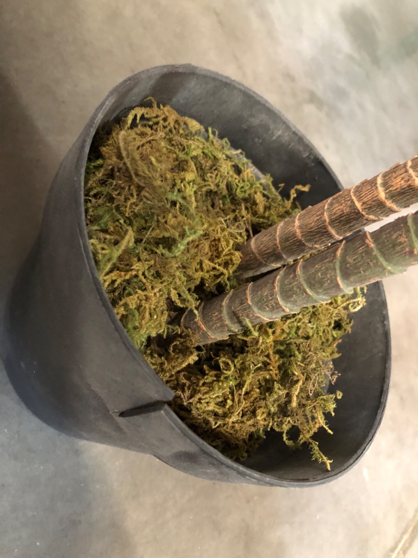 Photo 1 of **SEE NOTES** Nearly Natural 43in. Dracaena Silk (Real Touch) Artificial Plant, Green 