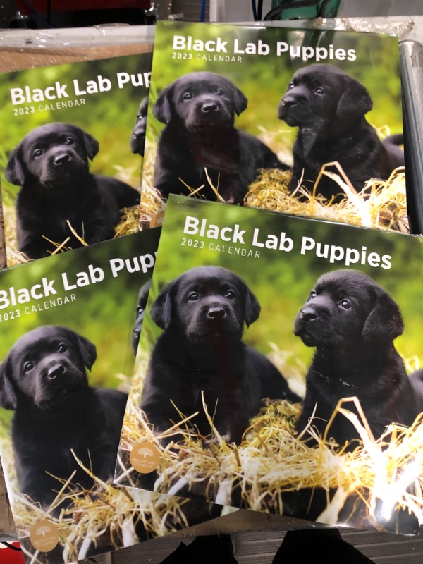 Photo 2 of 4pk-2023 Black Lab Puppies Wall Calendar by Bright Day, 12x12 Inch, Cute Adorable Pet Dog Photography