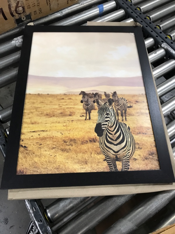 Photo 1 of 20 x 26 zebra picture 