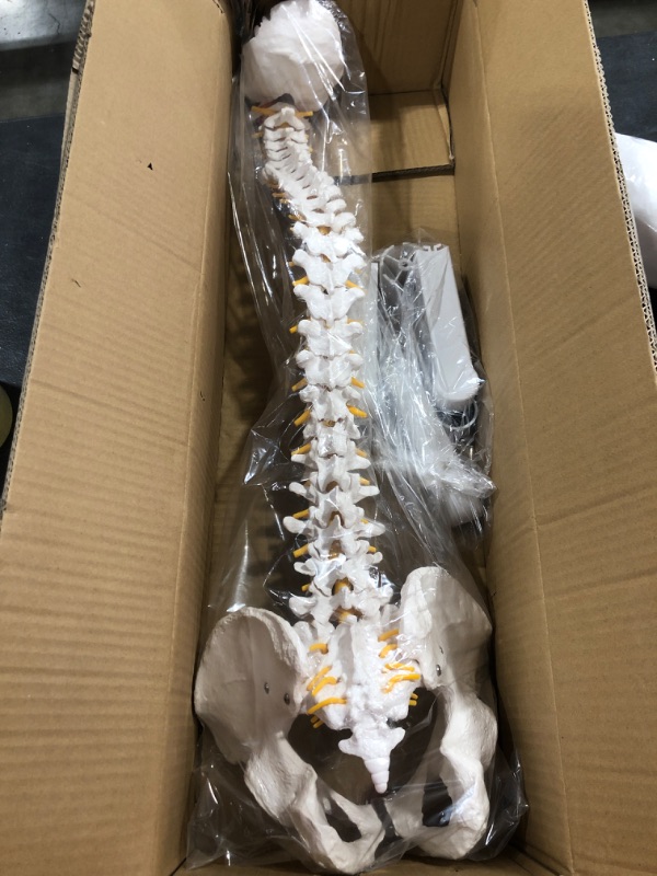 Photo 2 of SKUMOD Life Size Spine Model, Flexible Anatomical Human Spine Model with Vertebrae Nerves Arteries, Medical Spine Model with Colorful Manual. 34" Spine Model with X Base