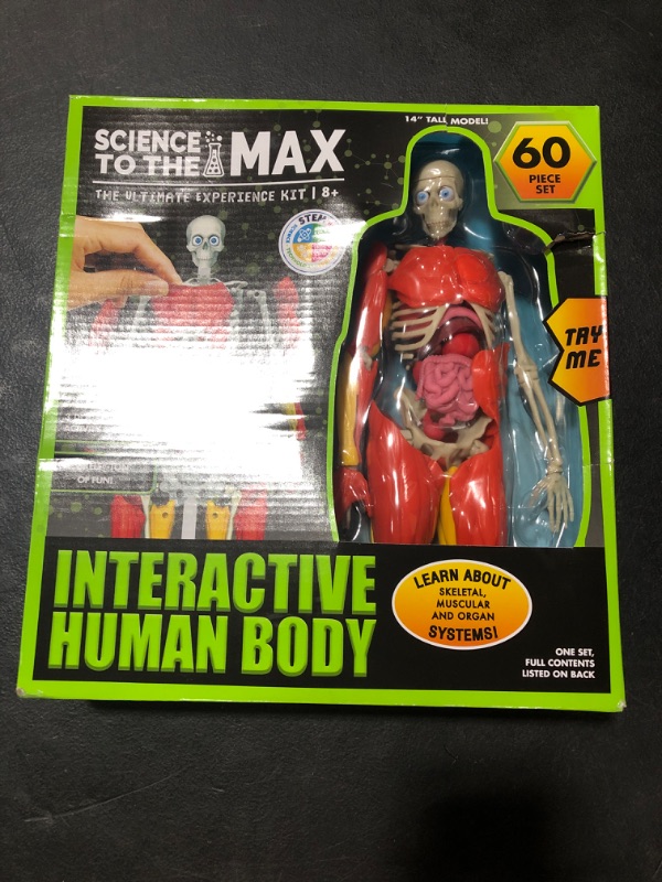 Photo 2 of Be Amazing! Toys Interactive Human Body - 60 Piece Fully Poseable Anatomy Figure – 14” Tall Model - Anatomy Kit – Removable Muscles, Organs,Bones STEM Toy – Ages 8+