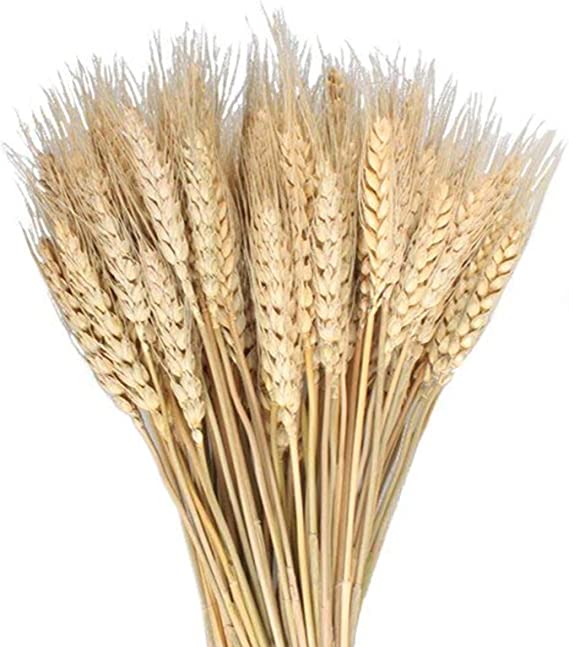 Photo 1 of  90 Pcs Dried Wheat Sheaves Bundle Golden Natural Wheat Bouquet Bunch Artifical Flowers Arrangement Farmhouse DIY Design Home Table Wedding Party Centerpieces Decorative