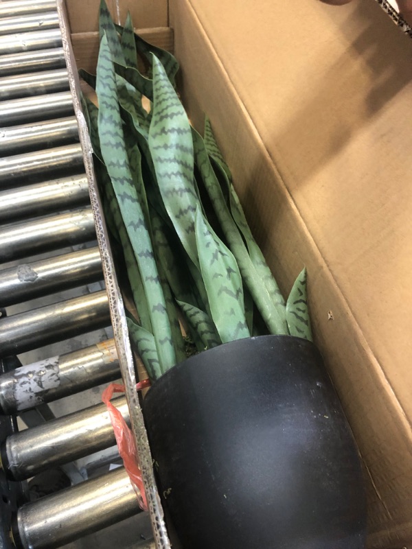 Photo 1 of 3 ft. Arbre Artificiel, Tropical Faux Snake Plant Greenery Realistic for Living Room, Home, Cafe or Office Corner Out/Indoor Decor #D419A01