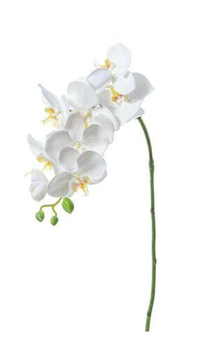 Photo 1 of 15" PHALAENOPSIS STEM WHITE