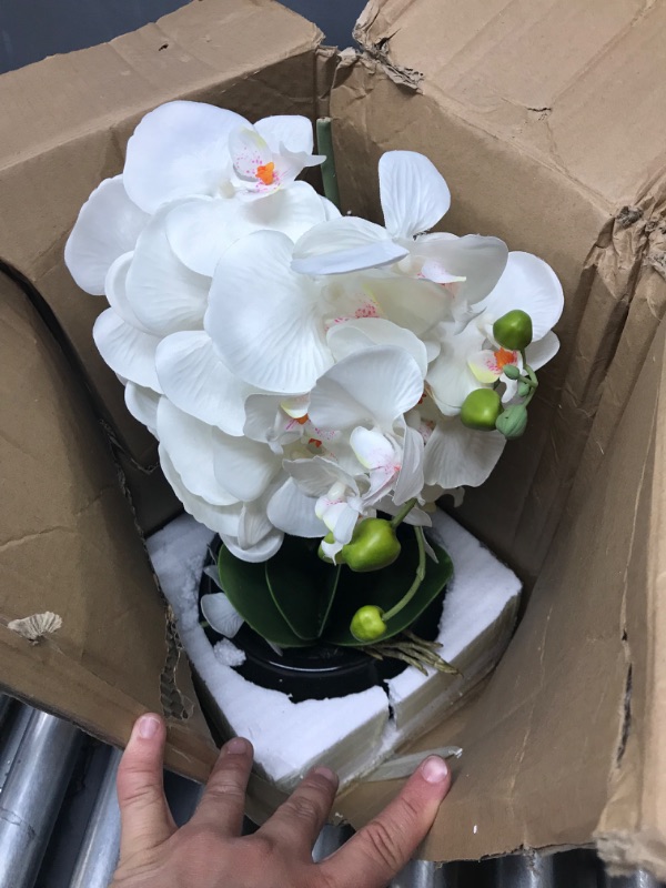 Photo 2 of 15" PHALAENOPSIS STEM WHITE