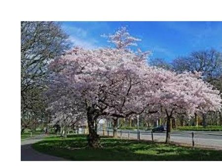 Photo 1 of 1 Yoshino Flowering Cherry Tree 6-12" in Height 3" Potted Hardy in zones 5-8 (legendary-yes)