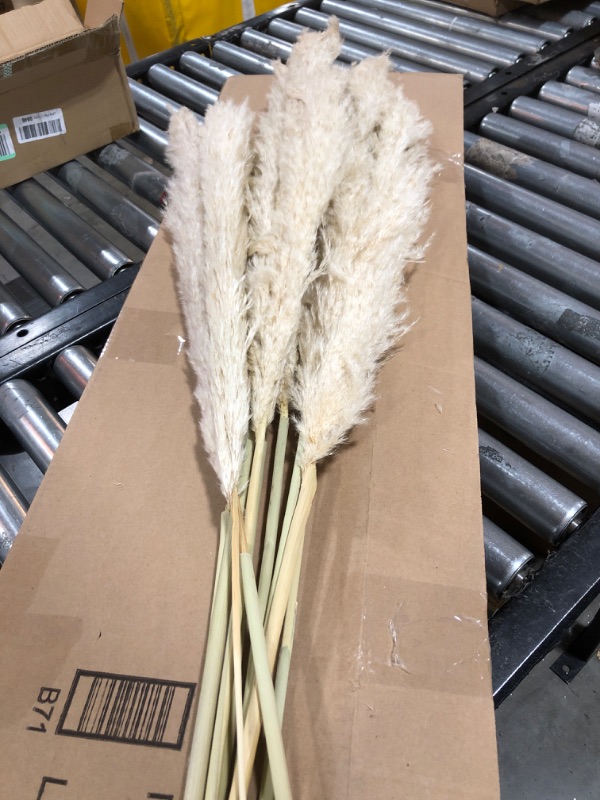 Photo 2 of 40" inch 10 Stems Natural Pampas Grass Decor Tall, pompas Grass, Tall Pampas Grass for Wedding, Party, Farmhouse, Boho Home Decor 40inch tall pampas grass-A